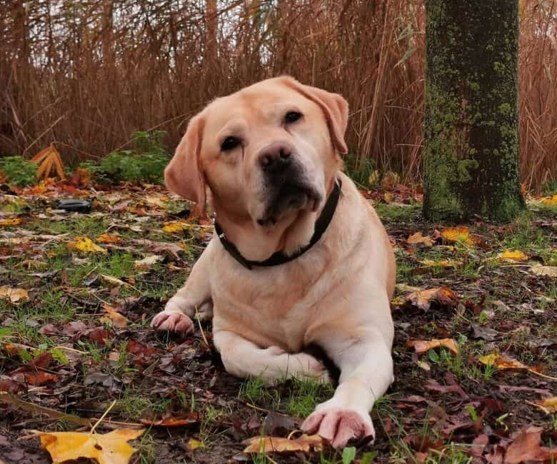 An American Yellow Labrador