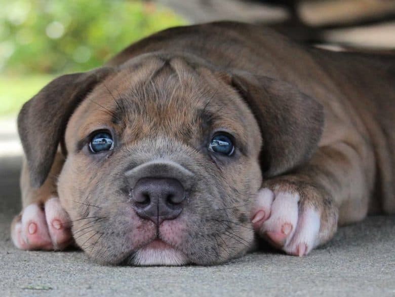 Merle Pitbull puppy