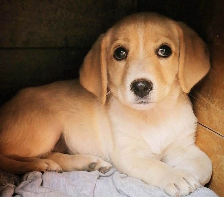 Cute Mini Labrador puppy