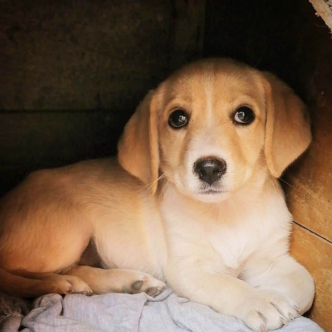 What are Mini Labs and are they healthy? K9 