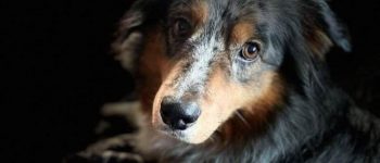 Miniature American Shepherd portrait