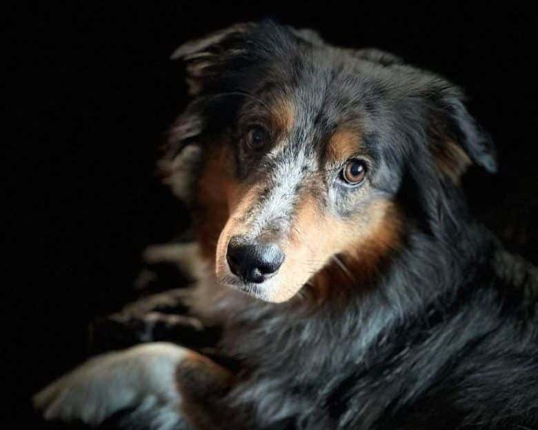 Miniature American Shepherd portrait