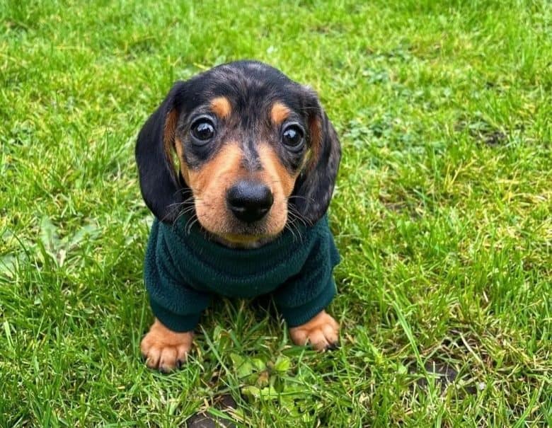 An 8-week old Mini Dachshund puppy