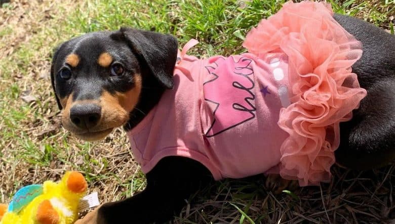 a Doberman Pinscher puppy wearing a tutu