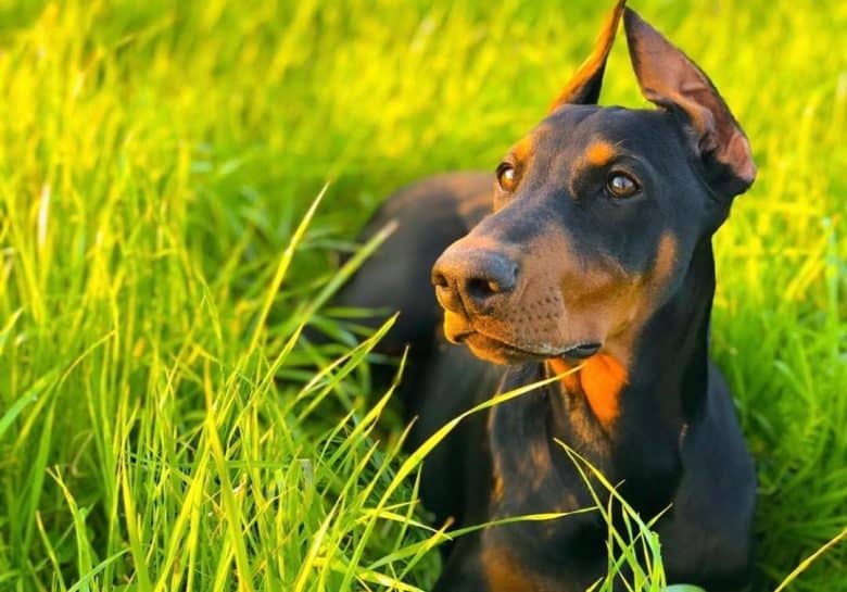 a Doberman Pinscher laying on a field on tall grass