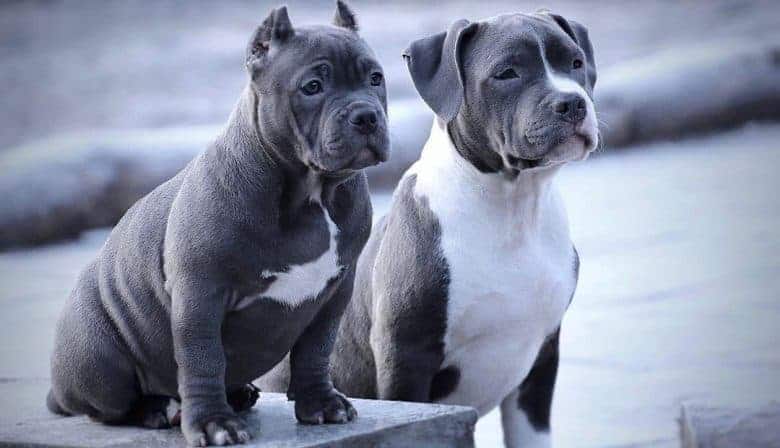 Portrait of Bully and American Staffordshire Terrier dogs