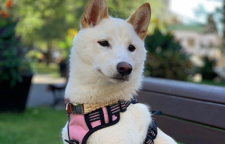 a soft Shiba Inu sitting on a park bench
