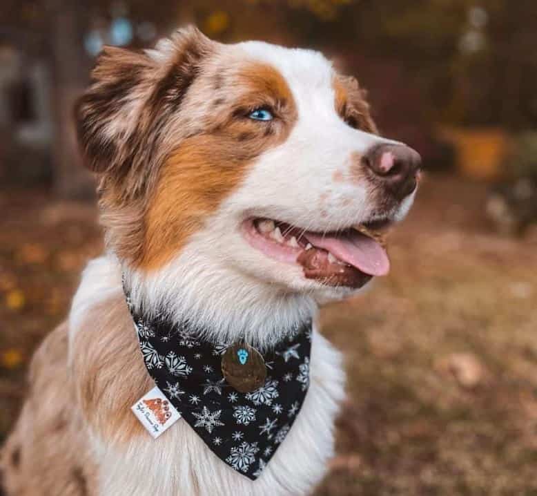 Red Merle Australian Shepherds with a black printed bandana collar