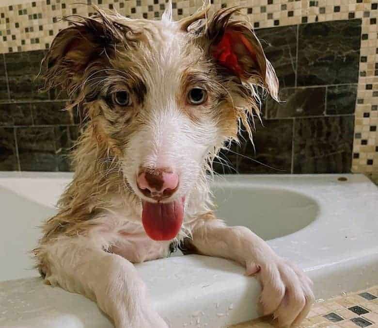 A Red Merle Australian Shepherd having a bath