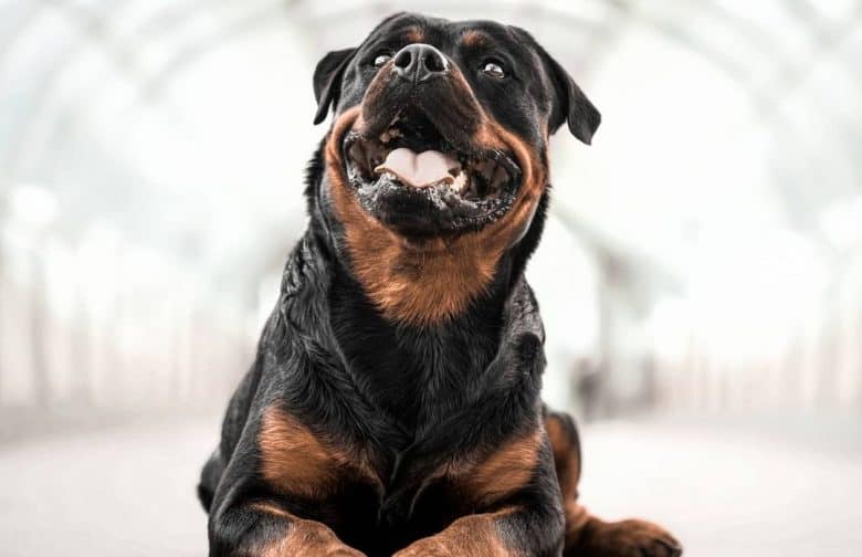 A behave Rottweiler laying down