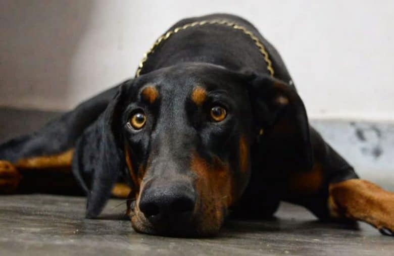 a Doberman laying down with puppy dog eyes