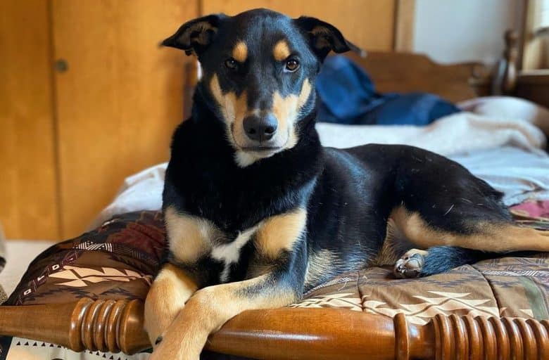 a handsome Husky Doberman mix laying on a bed
