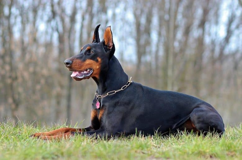 a Doberman Pinscher lying on the grass outdoors