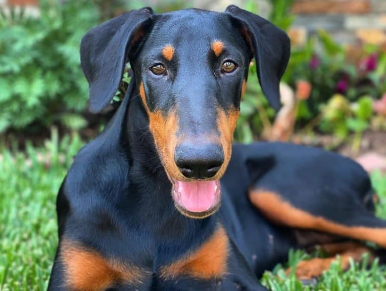a panting Doberman laying comfortably on the grass