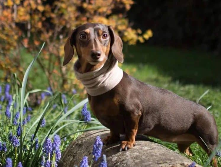 Chocolate Smooth-haired Mini Dachshund