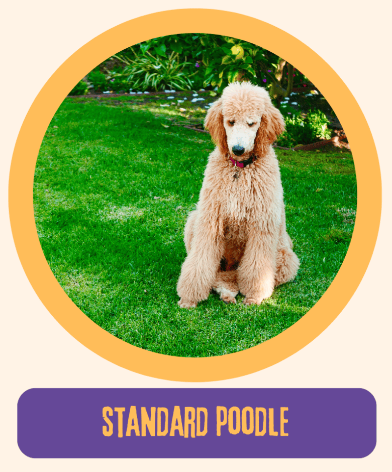 Types of Poodles 5 Different Types of Poodle Dogs K9 