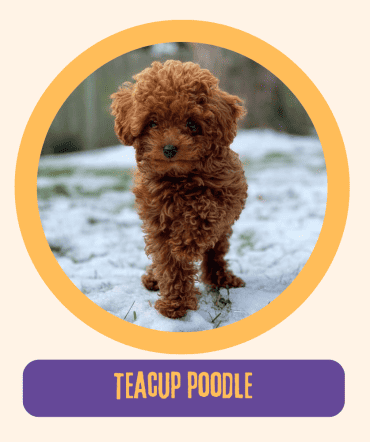 Teacup Poodle