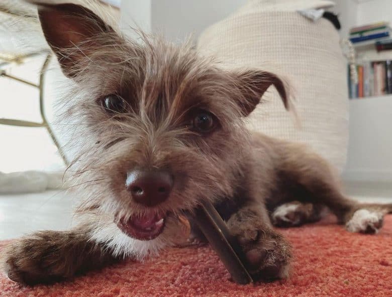 Terrier Chihuahua mix dog loves her dental chews
