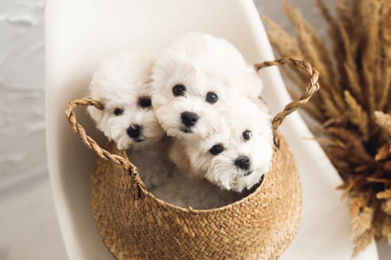 Three Bichon Frise puppies inside a basket
