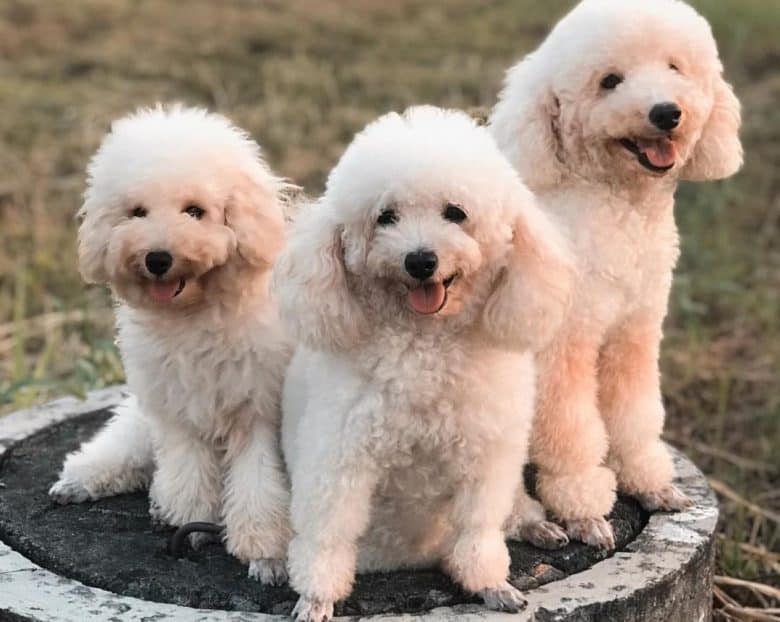 Three Poodles sitting and enjoying the outdoors