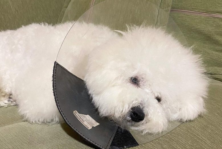 Bichon Frise: Meet one of the cutest dogs in the world! - K9 Web