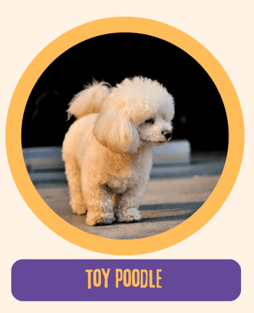 Toy Poodle