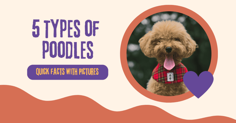 Types of Poodles