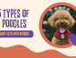 Types of Poodles: 5 Different Types of Poodle Dogs