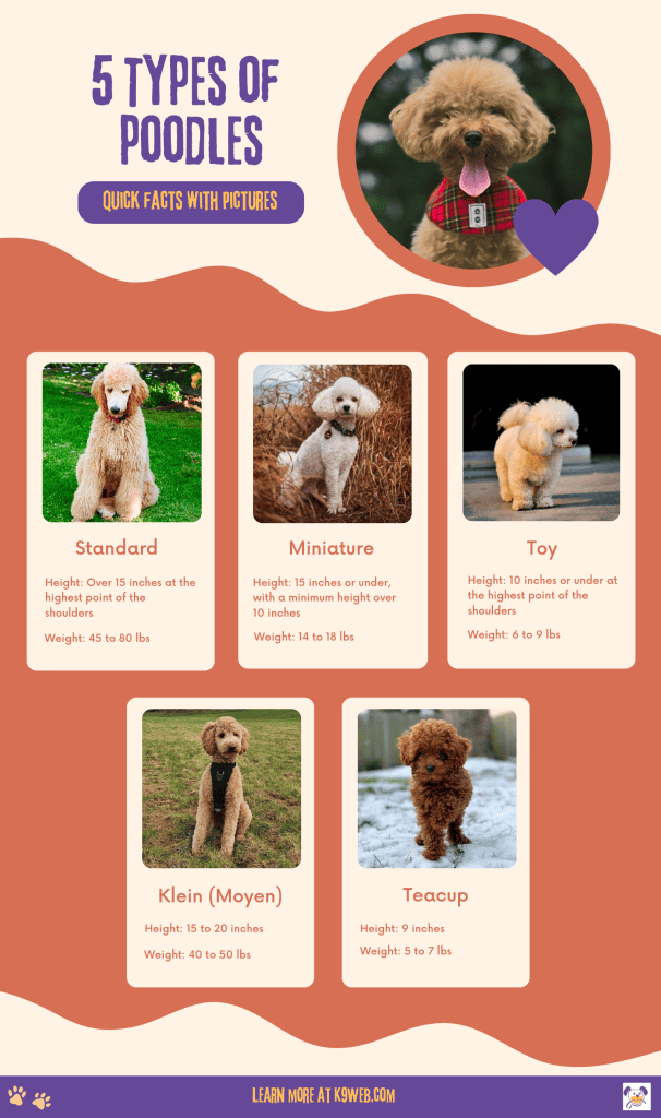 Types of Poodles Infographic