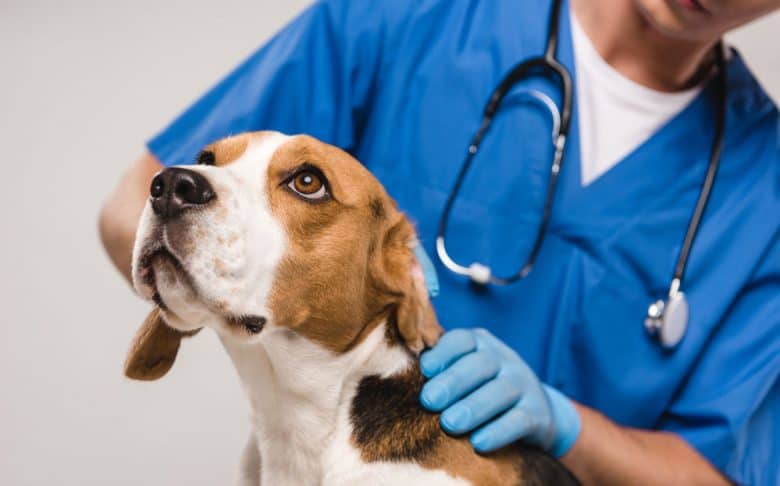A veterinarian examining the Beagle dog