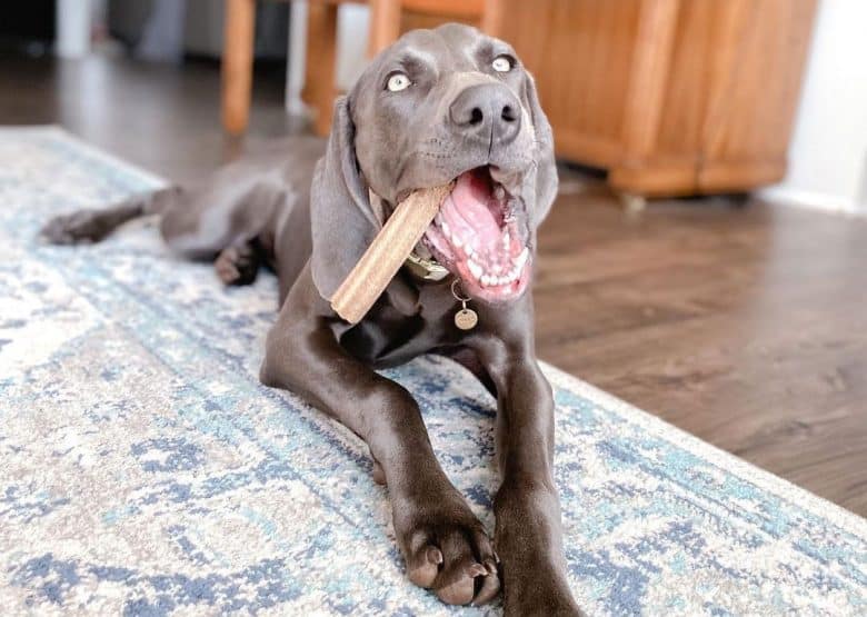 Weimaraner dog chewing a dental stick