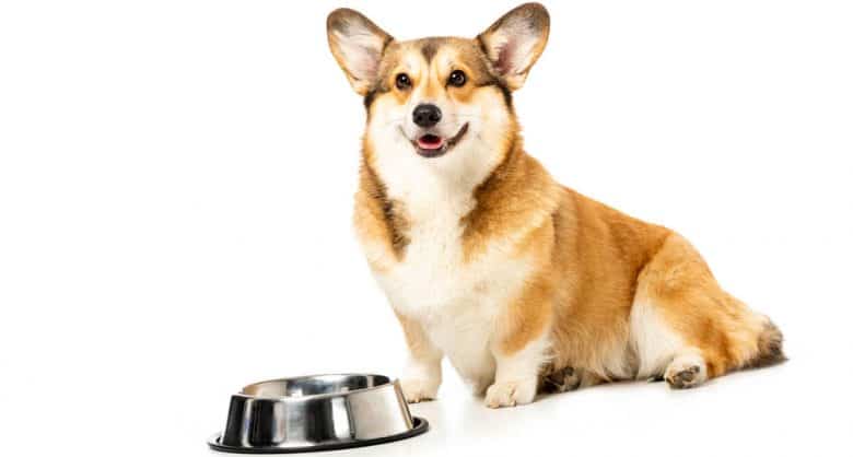 A senior Welsh Corgi Pembroke dog sitting near food bowl