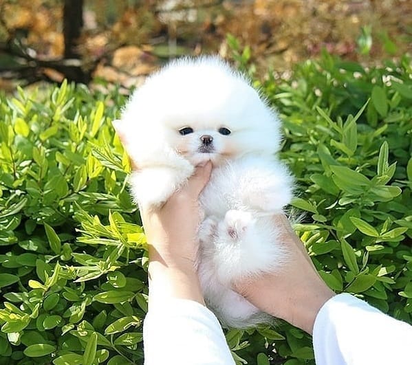 Cup pomeranian hotsell