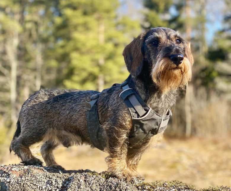 Wire-haired Miniature Dachshund