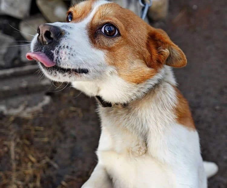 A dog reaching food up high