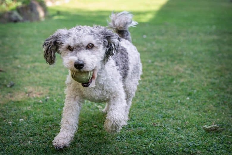 a curly Jackie Bichon running while biting on a tennis ball