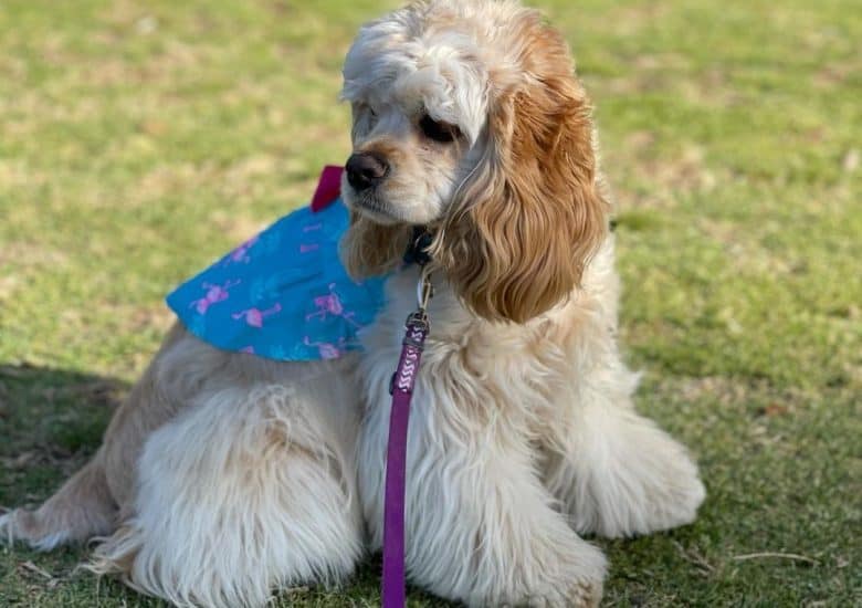 cocker spaniel ear infection home remedy