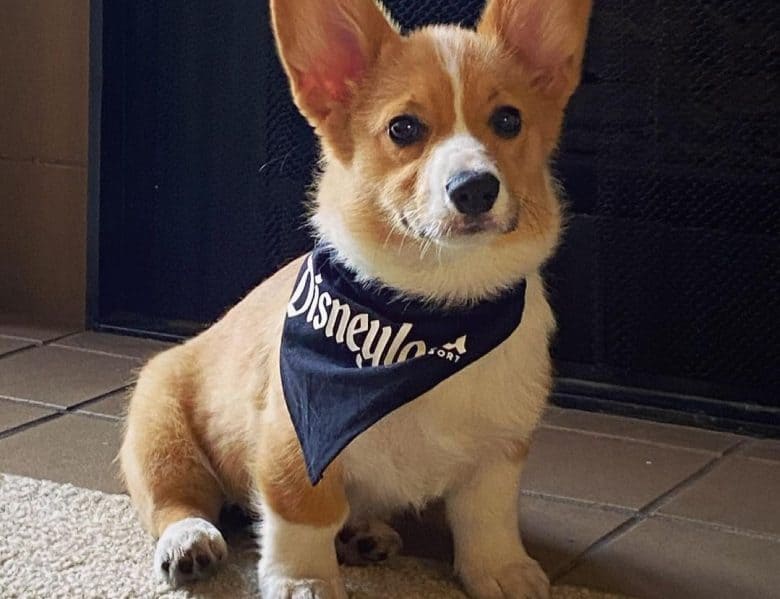 a Corgi puppy sitting wearing a blue scarf