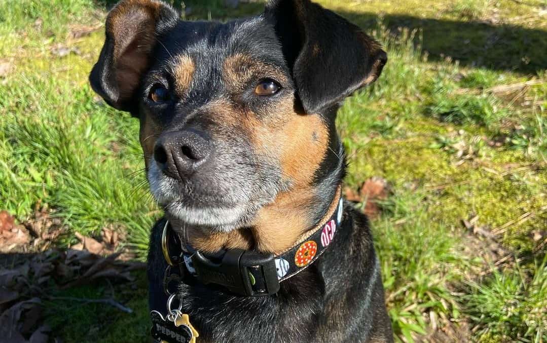 doxie rat terrier mix doxie rat terrier mix