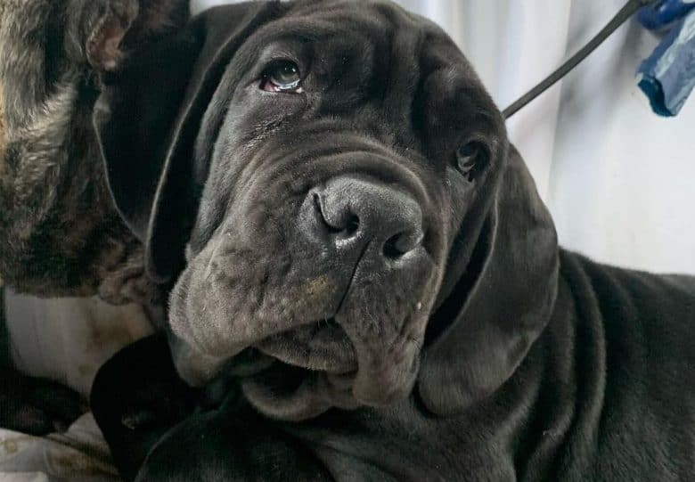 a close-up image of a Neapolitan Mastiff