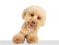 How to choose the best dog food for Maltipoo