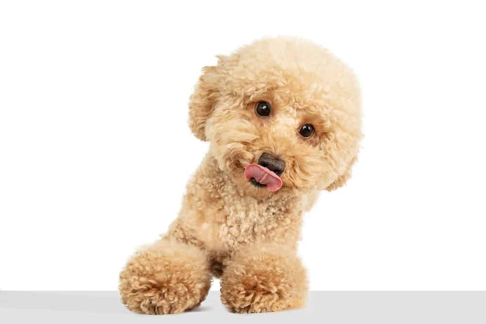 12 Best Dog Food for Maltipoos 2022 (Premium & Budget)