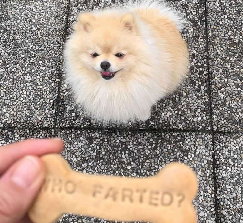 Adorable Pomeranian excited for the treat