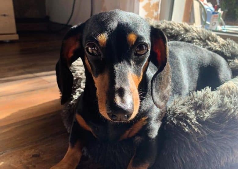 a Rabbit Doxie inside a fluffy dog bed