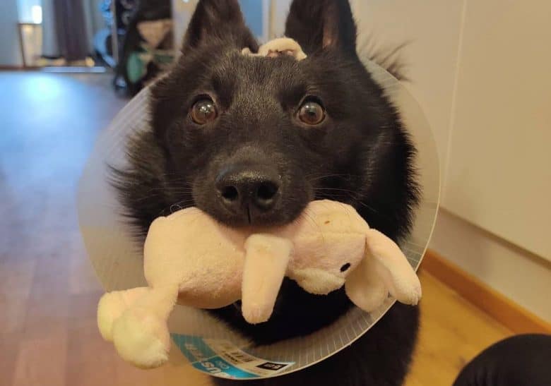 a Schipperke biting a bunny toy while wearing a dog cone