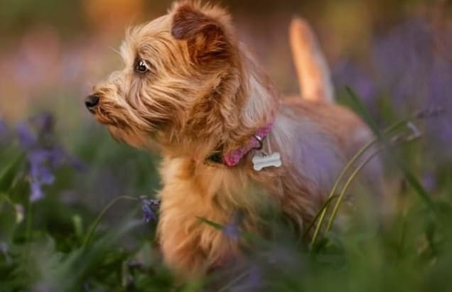 a Norfolk Terrier looking to the right