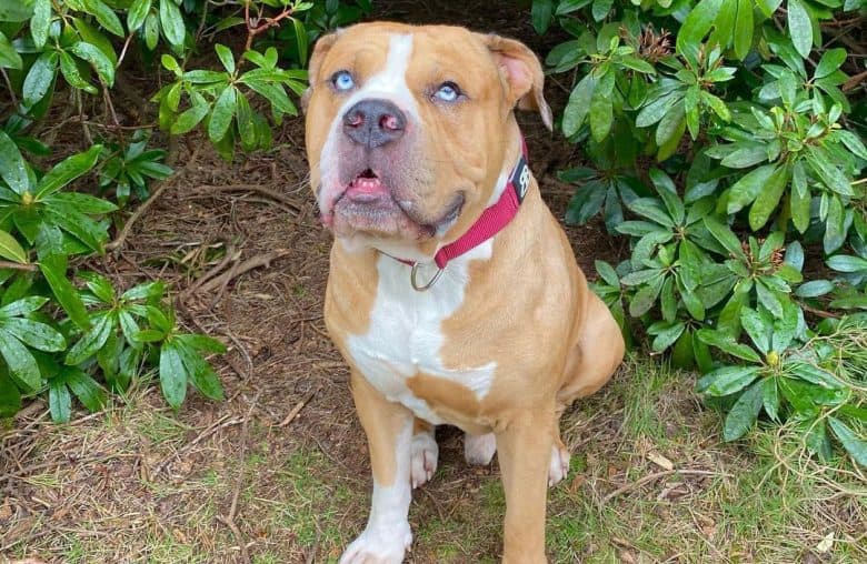 Alapaha Blue Blood Bulldog sitting in a bush area