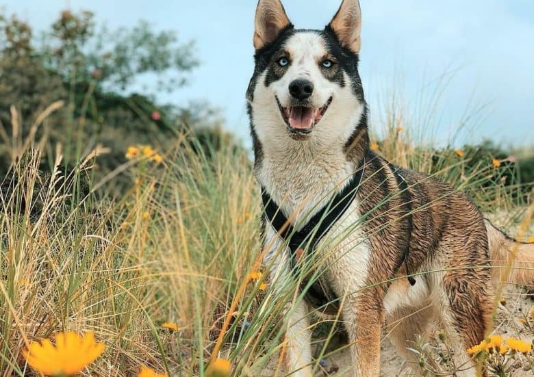 An Alaskan Husky smiling while standing with beautiful yellow flowers