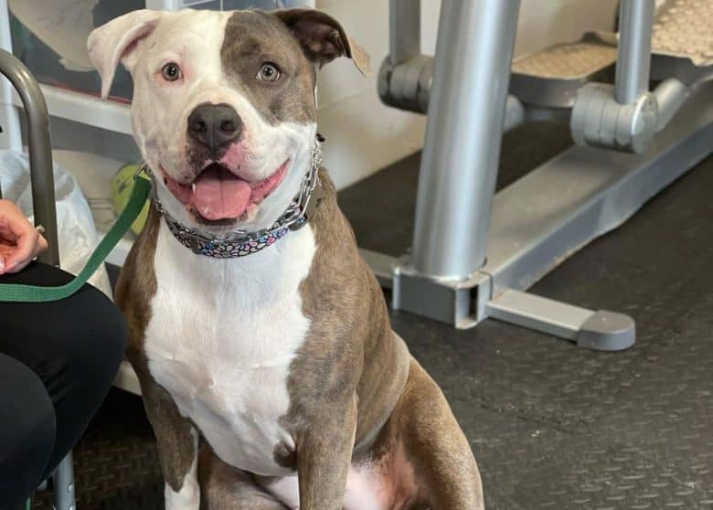 American Bulldog undergo board and train
