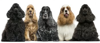 Five American Cocker Spaniel sitting for a portrait